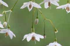 Loris-Flowers-2-300x259