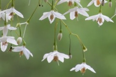 Loris-Flowers-2