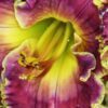 ReigningPassionDaylily-100x100