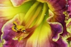ReigningPassionDaylily-300x300