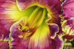 ReigningPassionDaylily