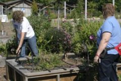 Student-Garden-31-300x300