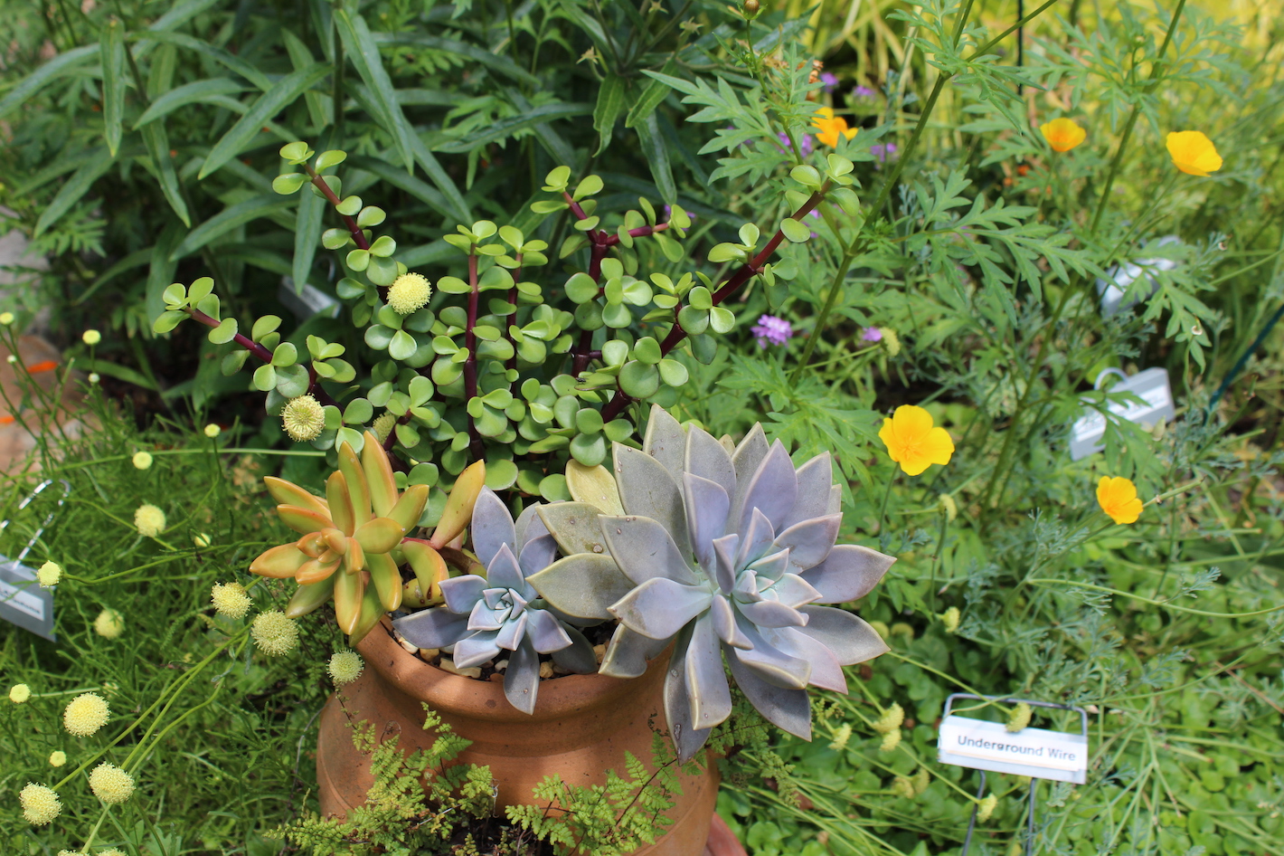 Wolary Garden: Succulents sizzle in the hot sun