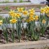 Bed of Daffodils