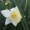 Lone Daffodil