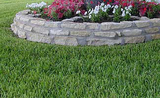 Which Grass Is Best For Your Area Artificial Grass Grass Plugs Grass Type