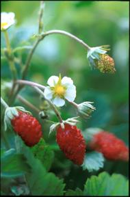 AlpineStrawb