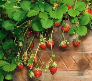redberries