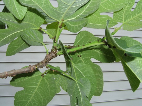 kudzu fig bugs