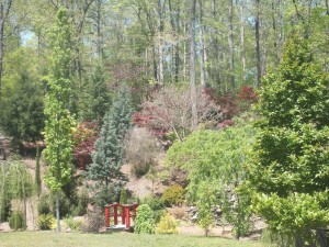 Cox Arboretum