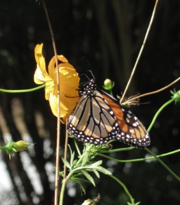 2015 GT - KM Butterfly